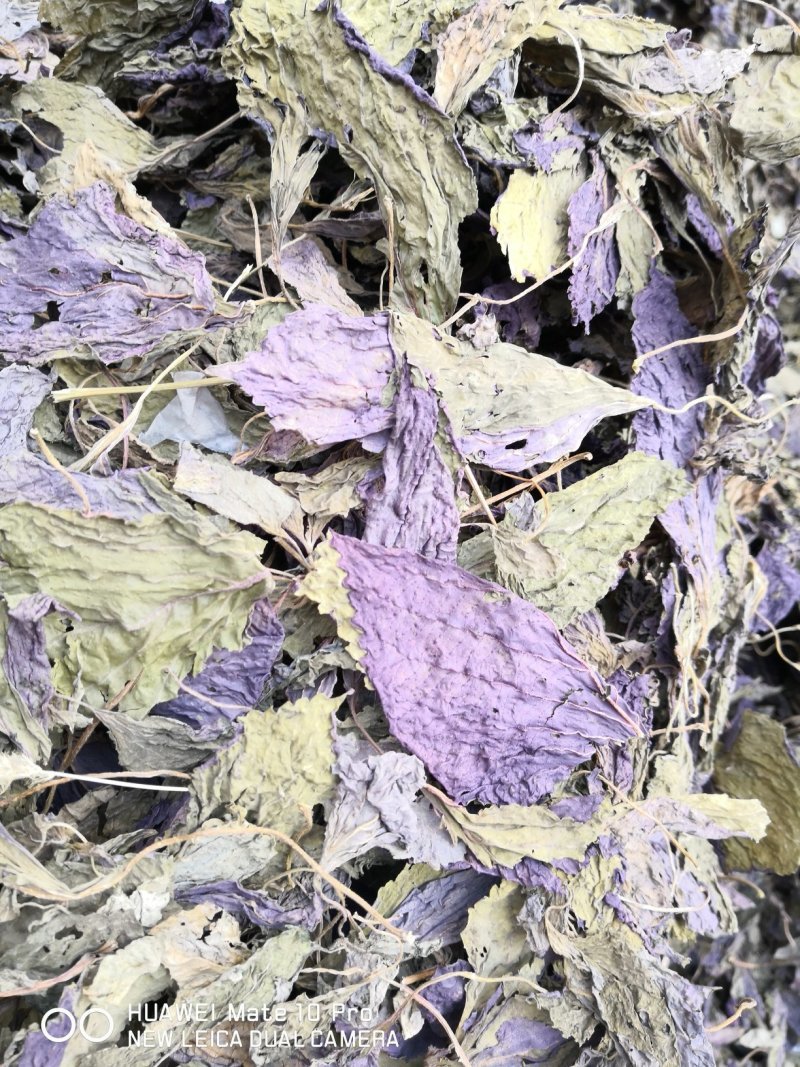 【大量供应】紫苏叶量大从优可视频看货