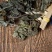 【大量供应】紫苏叶量大从优可视频看货