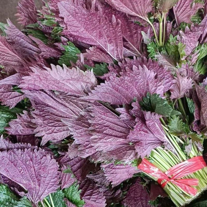 【大量供应】紫苏叶量大从优可视频看货