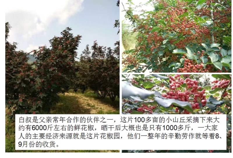 四川汉源大红袍花椒麻椒特级红花椒粒特麻特香花椒粉花椒调料