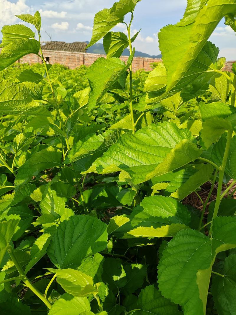 桑叶手掌大的叶片精品供应常年供货量大从优