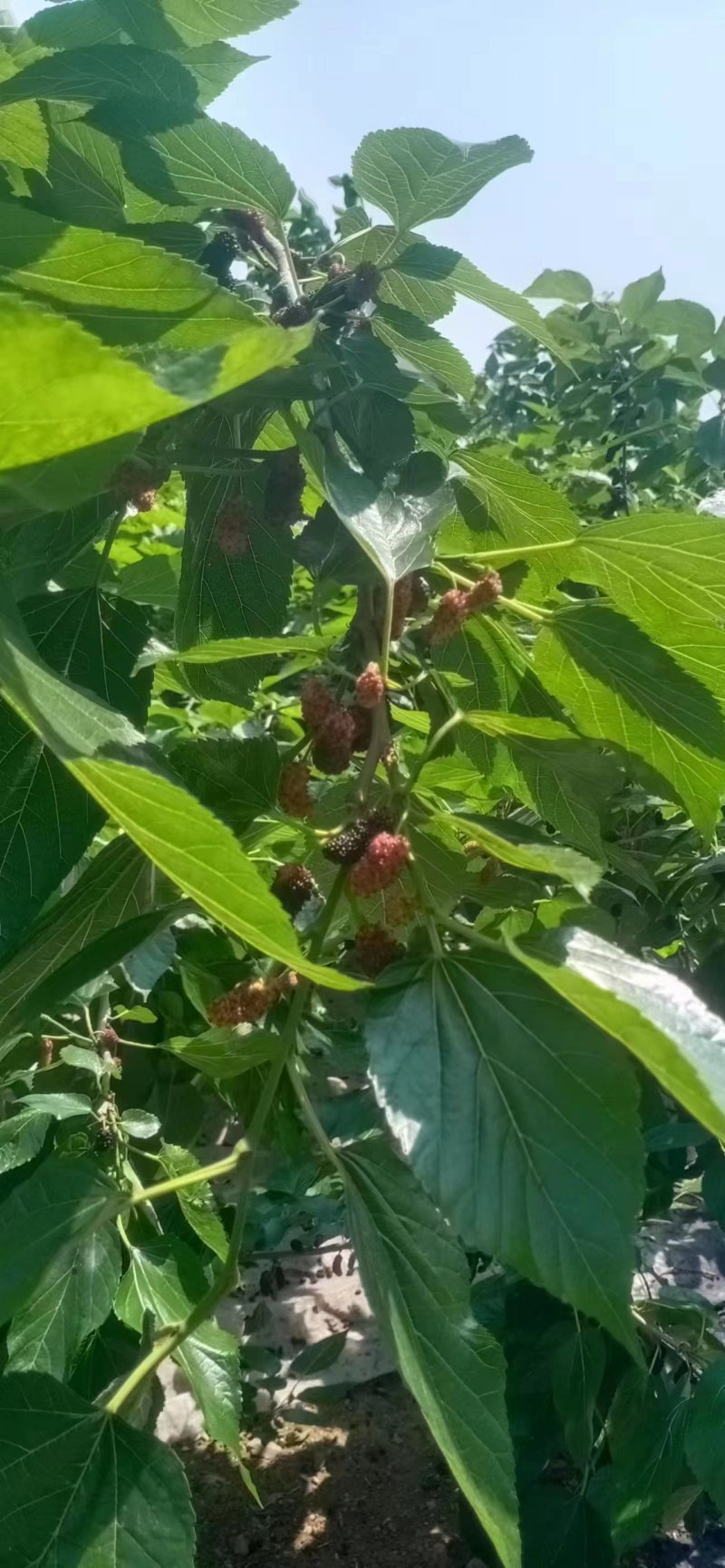 桑叶手掌大的叶片精品供应常年供货量大从优