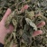 桑叶手掌大的叶片精品供应常年供货量大从优