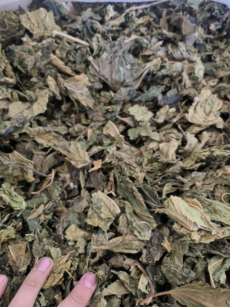 桑叶手掌大的叶片精品供应常年供货量大从优
