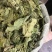 桑叶手掌大的叶片精品供应常年供货量大从优