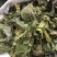 桑叶手掌大的叶片精品供应常年供货量大从优