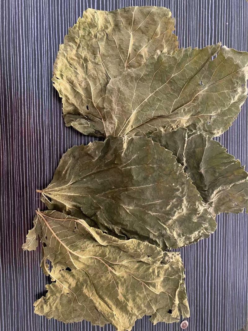 桑叶手掌大的叶片精品供应常年供货量大从优