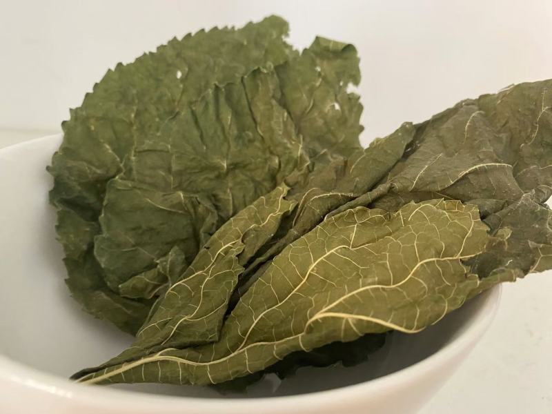 桑叶手掌大的叶片精品供应常年供货量大从优