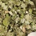 精选中药材新鲜无硫天然方片荷叶茶荷叶干荷叶片完整无碎