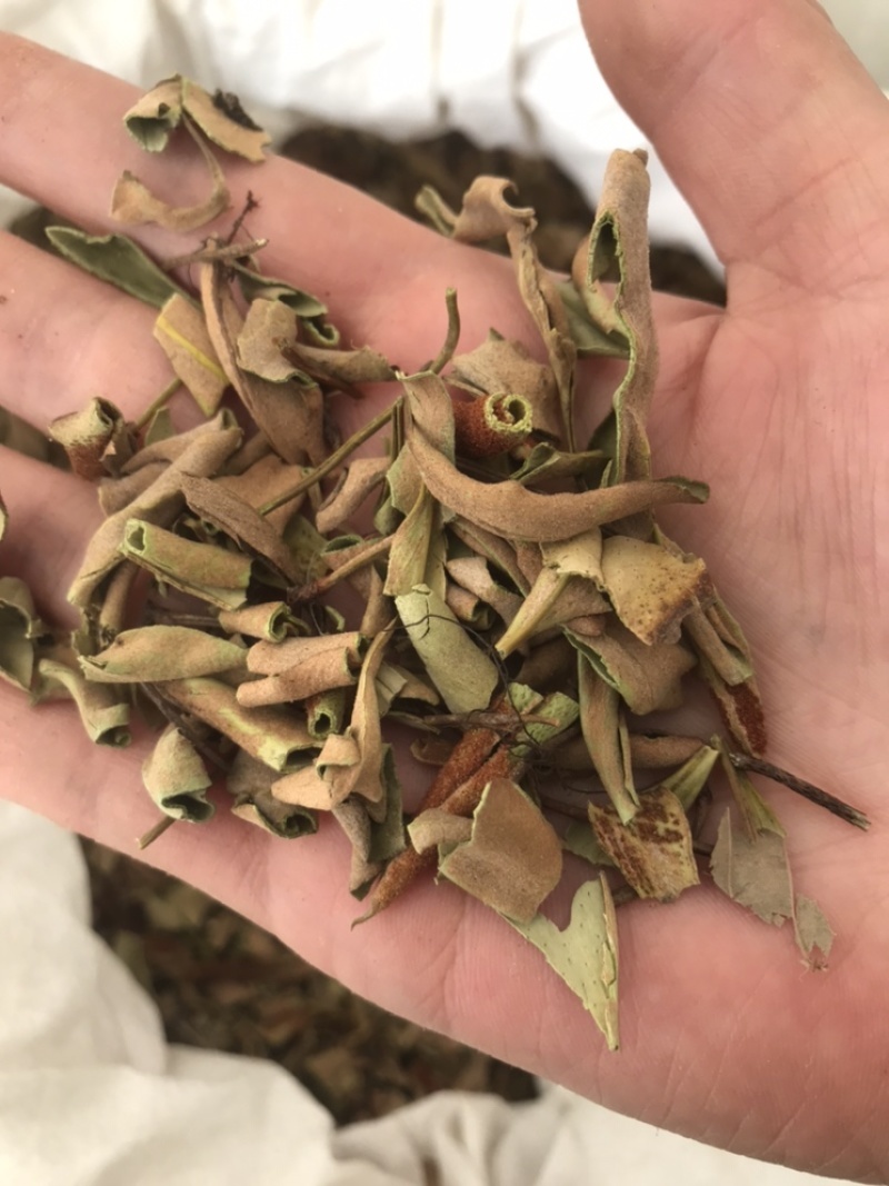 石苇，石韦无硫，一手货源，保质保量，本店批发各种中药材