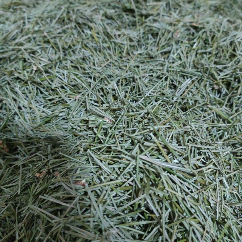 松针河北干货人工种植量大从优欢迎选购