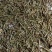 松针河北干货人工种植量大从优欢迎选购