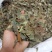 枇杷叶，新货枇杷叶切片质量保证，经营各种中药材！