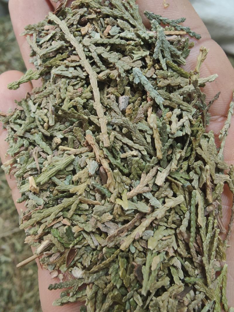 侧柏叶产地直供支持线上交易可搭配多品种采购大货供应