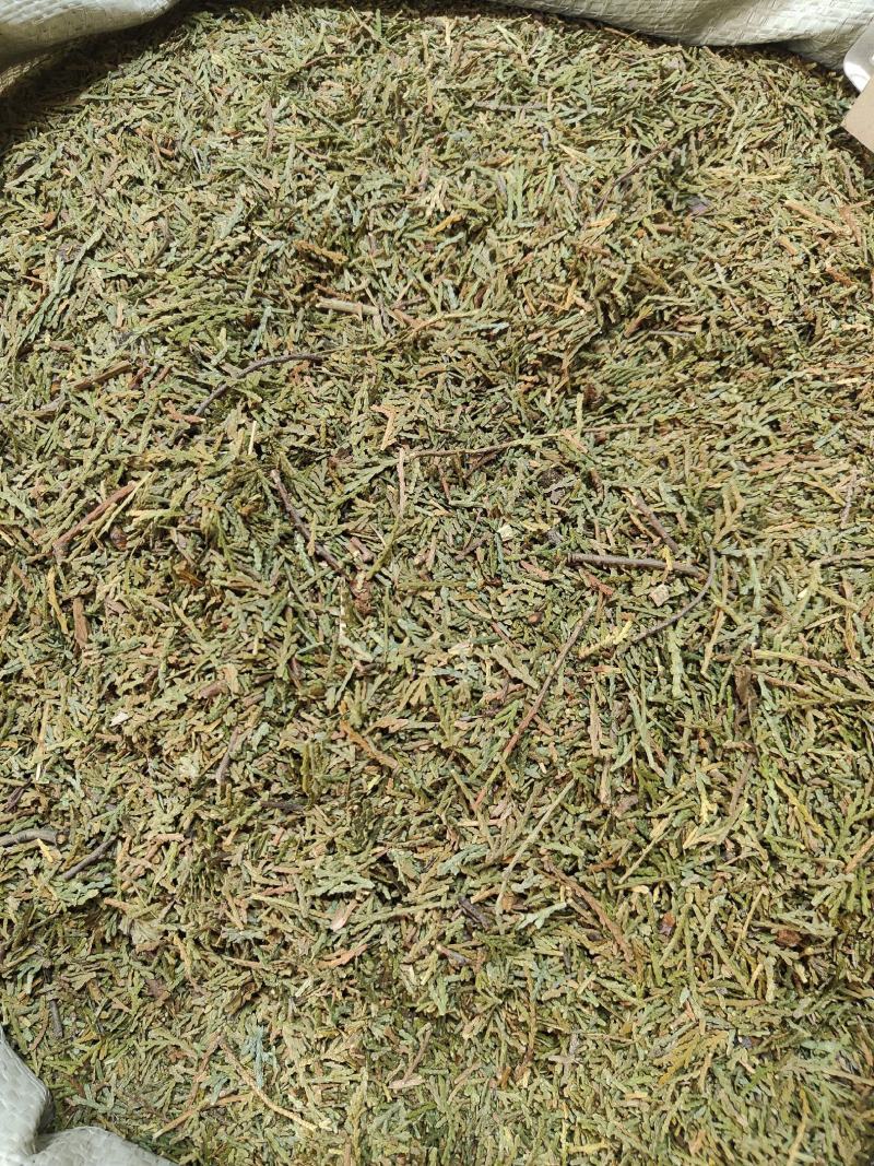 侧柏叶产地直供支持线上交易可搭配多品种采购大货供应