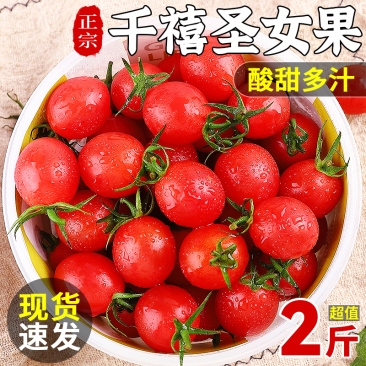 广东千禧小番茄2斤新鲜水果应季现摘圣女果整箱包邮