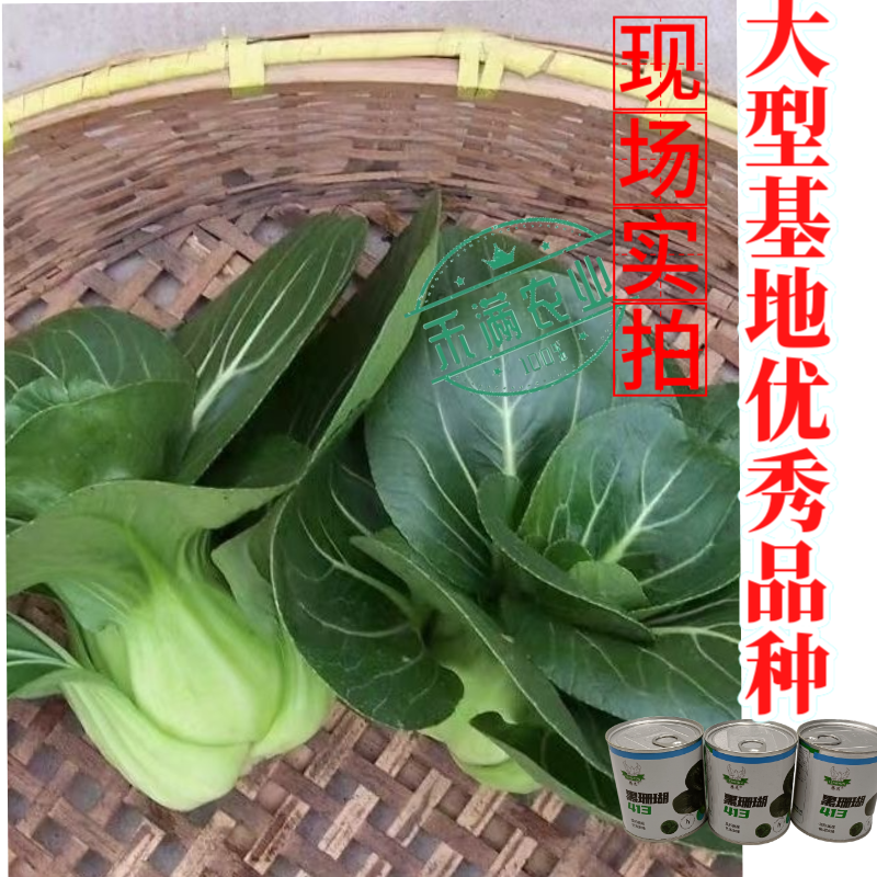 【新种上市】腾运黑珊瑚矮脚苏州青种子基地高产上海青小青菜