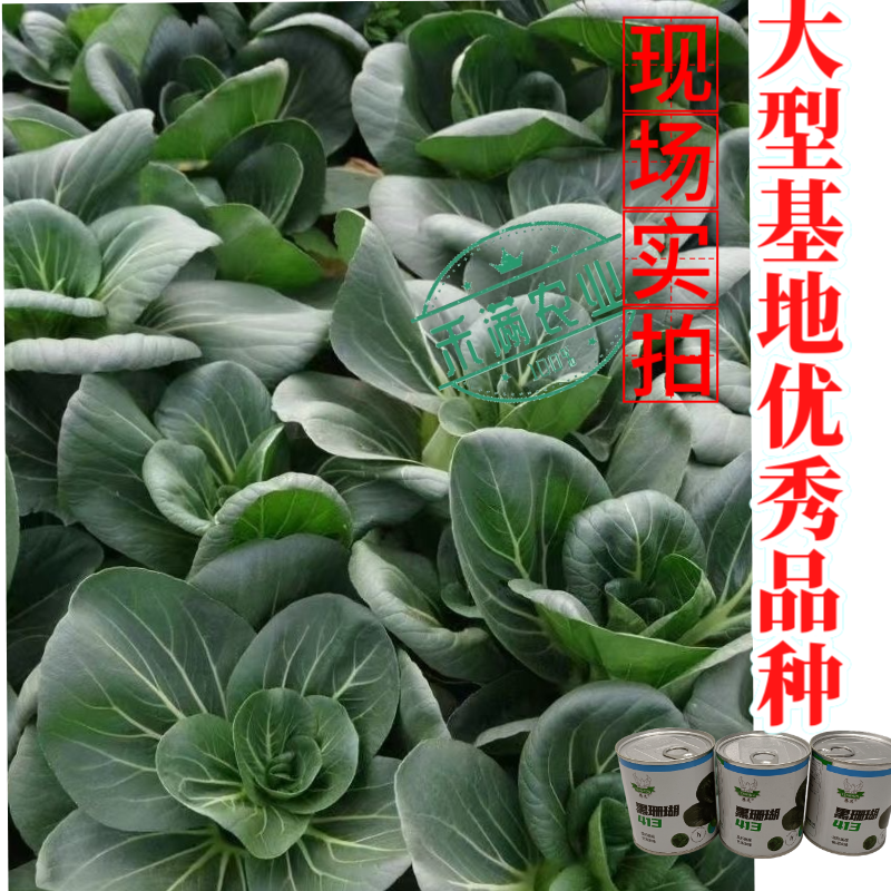 【新种上市】腾运黑珊瑚矮脚苏州青种子基地高产上海青小青菜