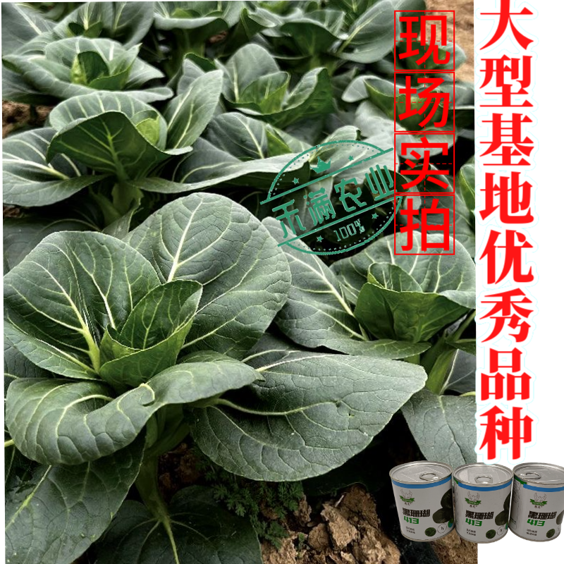 【新种上市】腾运黑珊瑚矮脚苏州青种子基地高产上海青小青菜