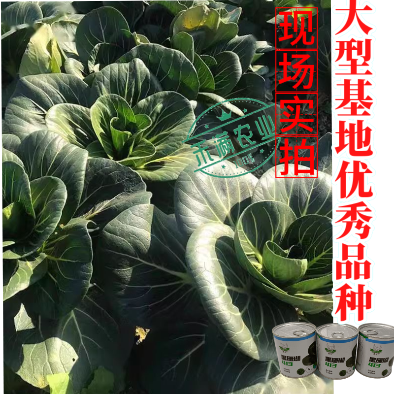 【新种上市】腾运黑珊瑚矮脚苏州青种子基地高产上海青小青菜