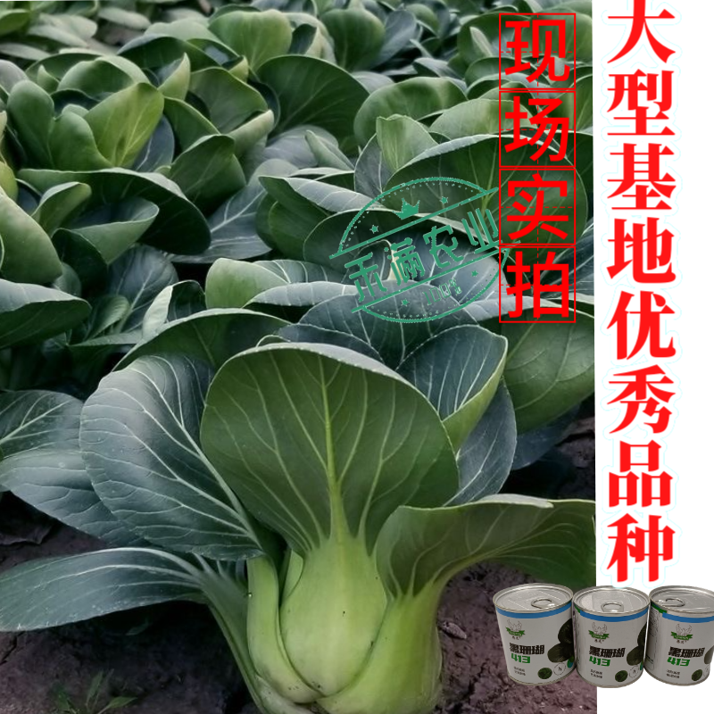 【新种上市】腾运黑珊瑚矮脚苏州青种子基地高产上海青小青菜