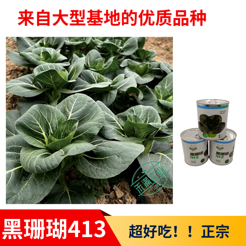 【新种上市】腾运黑珊瑚矮脚苏州青种子基地高产上海青小青菜