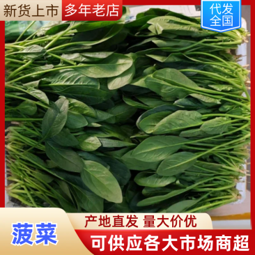 精品菠菜大量上市对接全国市场商超社区团购品质保证