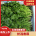 精品香菜打捆打泡沫箱净菜加工欢迎来电洽谈合作