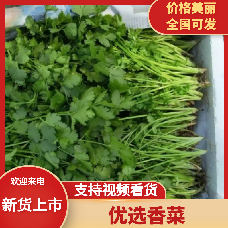 精品香菜打捆打泡沫箱净菜加工欢迎来电洽谈合作