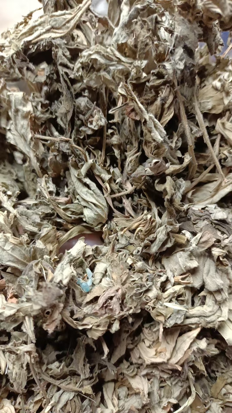 艾叶艾草干艾叶，中草药批发干净无杂质量大从优产地
