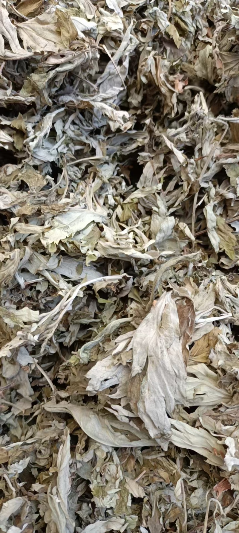 艾叶艾草干艾叶，中草药批发干净无杂质量大从优产地