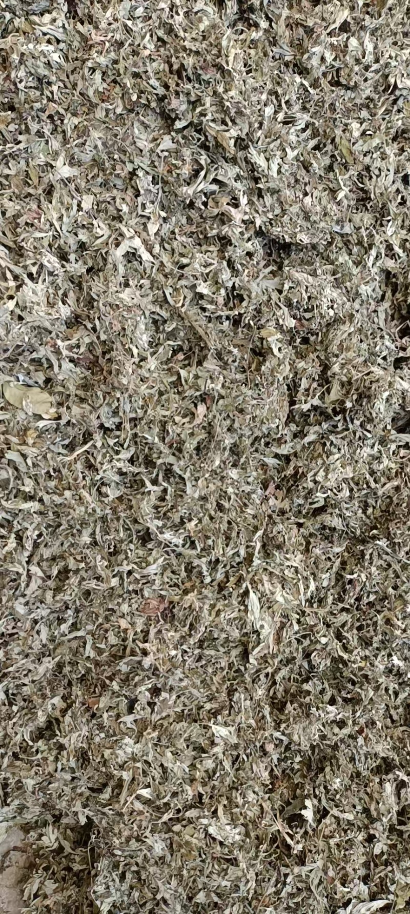 艾叶艾草干艾叶，中草药批发干净无杂质量大从优产地