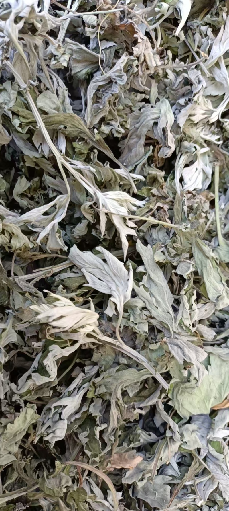 艾叶艾草干艾叶，中草药批发干净无杂质量大从优产地