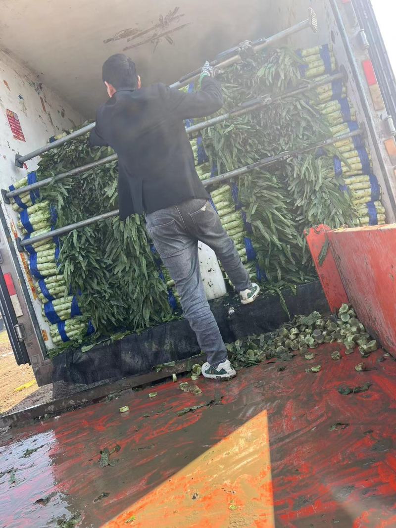 山东郯城红叶香莴苣莴笋产地直发一手货源品质保证发全国市场