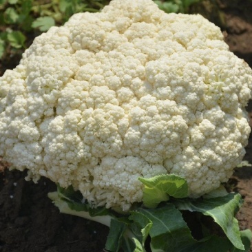 山东菜花松花菜白面青梗货量大品质好价格低一手货源发市场