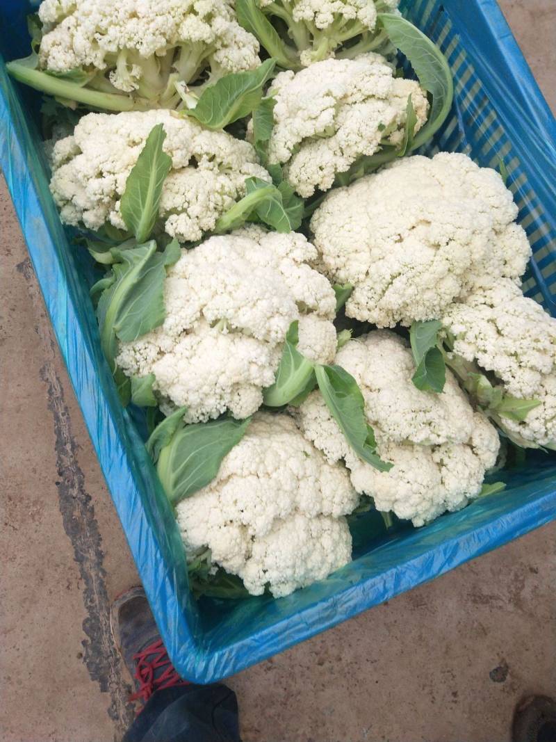 山东菜花松花菜白面青梗货量大品质好价格低一手货源发市场