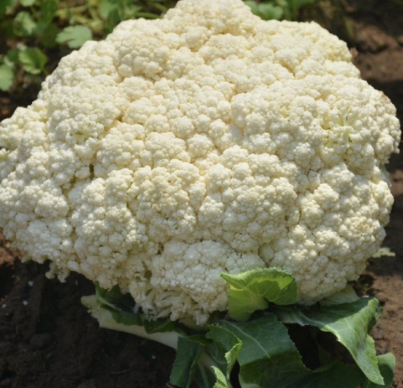 山东菜花松花菜白面青梗货量大品质好价格低一手货源发市场
