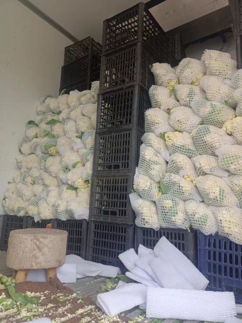 山东菜花松花菜白面青梗货量大品质好价格低一手货源发市场