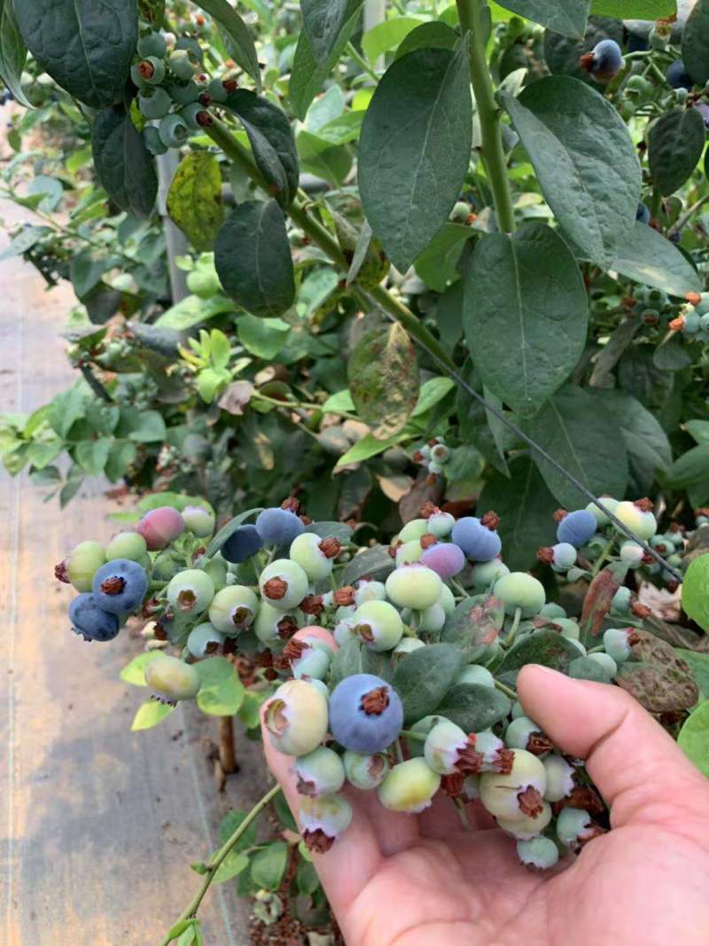 蓝莓专用进口配方营养土