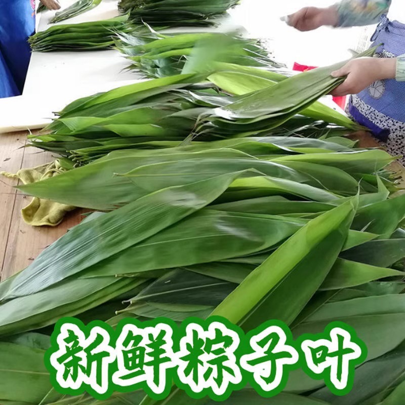 2025粽叶粽子叶当季真新鲜粽叶