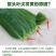 2025粽叶粽子叶当季真新鲜粽叶