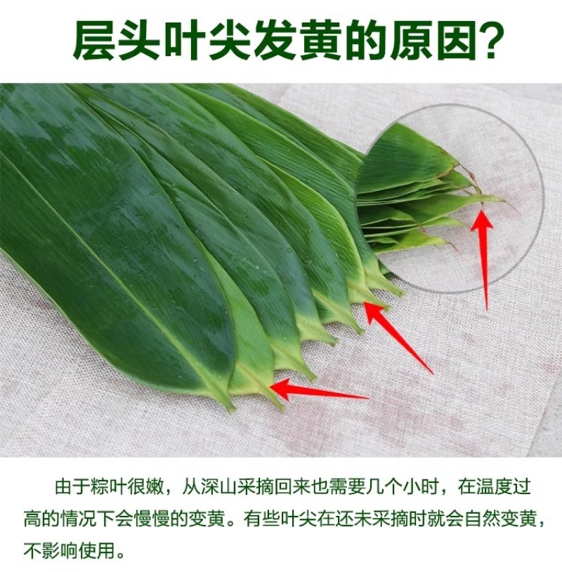 2025粽叶粽子叶当季真新鲜粽叶