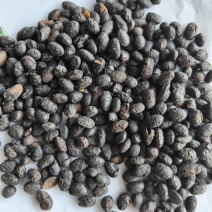 淡豆豉干货中药材用量大从优常年经营各种中药材