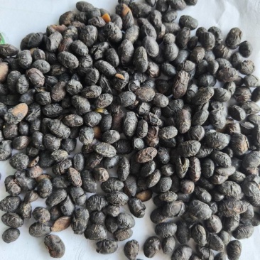 淡豆豉干货中药材用量大从优常年经营各种中药材
