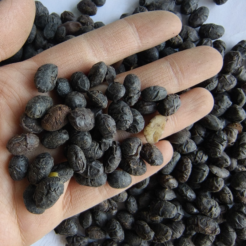 淡豆豉干货中药材用量大从优常年经营各种中药材