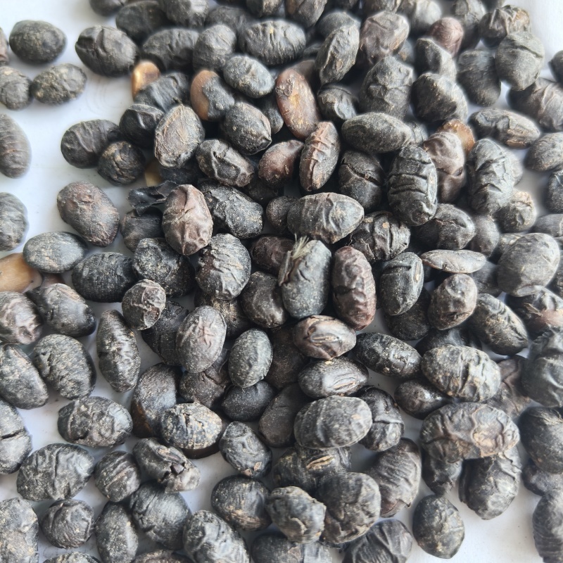 淡豆豉干货中药材用量大从优常年经营各种中药材