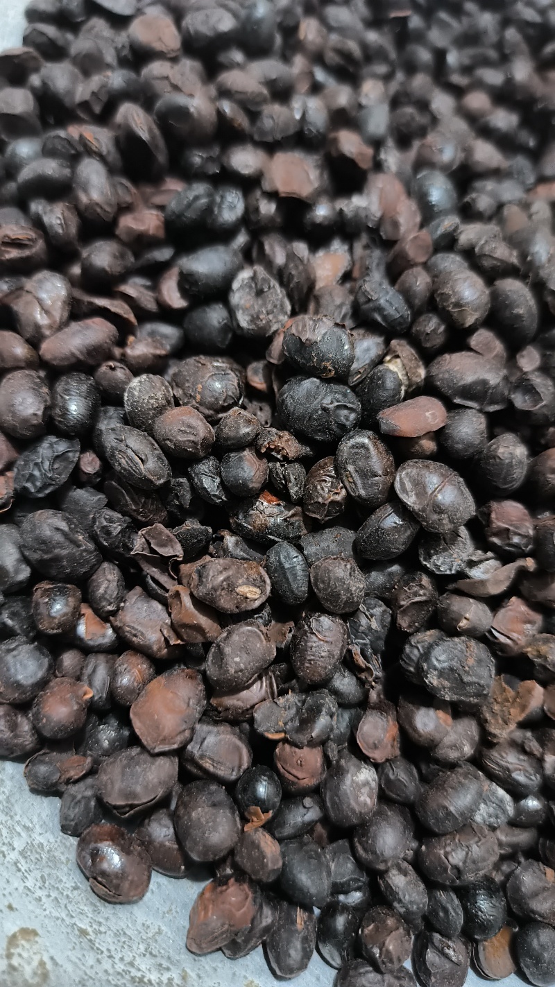 淡豆豉干货中药材用量大从优常年经营各种中药材