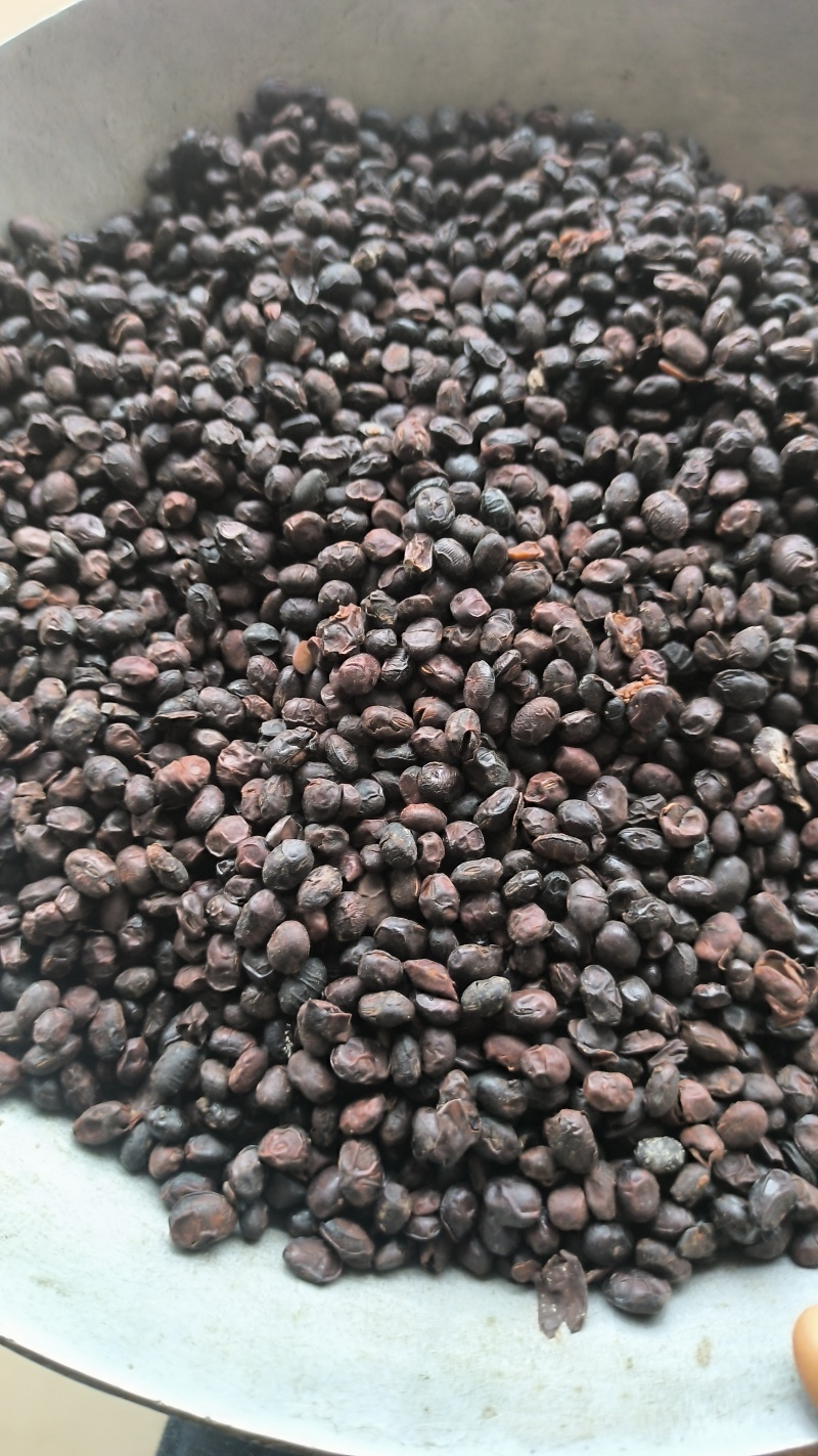 淡豆豉干货中药材用量大从优常年经营各种中药材