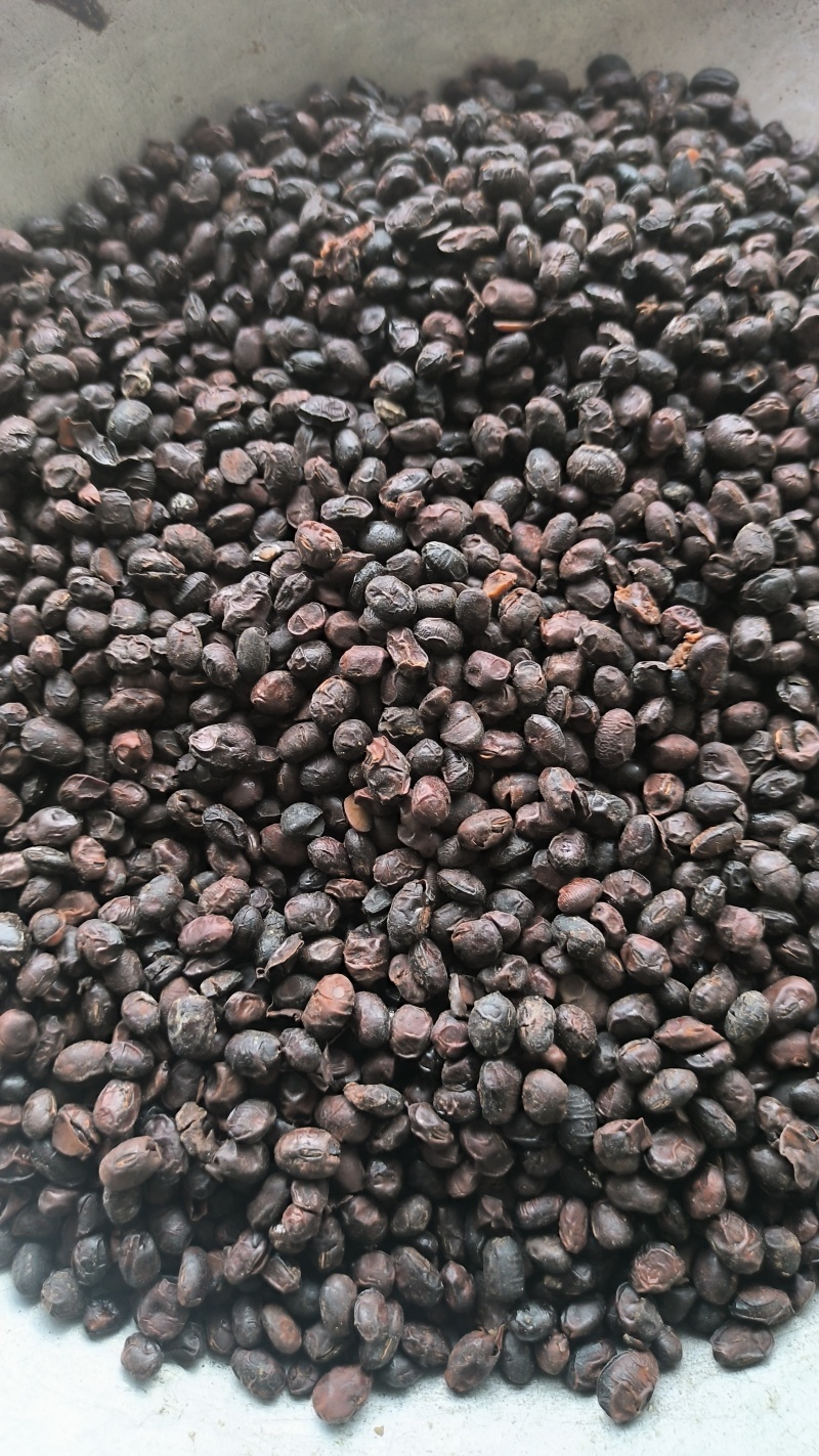 淡豆豉干货中药材用量大从优常年经营各种中药材