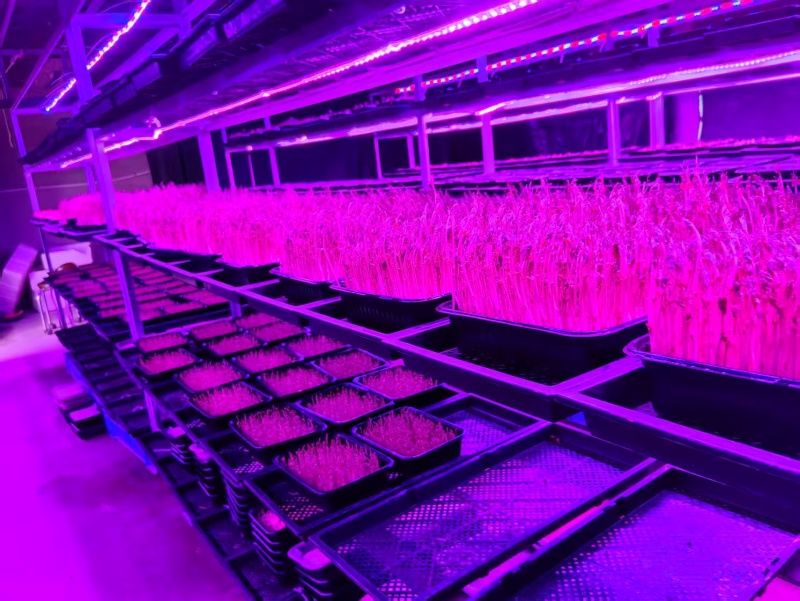 花生芽现产现发品质保证支持视频看货欢迎下单品尝